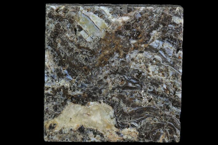 Rhynie Chert - Early Devonian Vascular Plant Fossils #86730